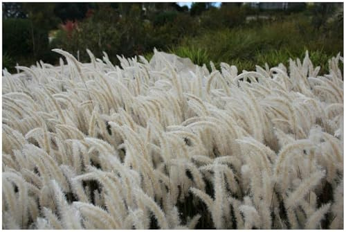 Stauden Gänge 3 x Imperata cylindrica Japanisches Silberhaargras winterhart | Silbriges Ziergras für Sonne bis Halbschatten, mehrjährig, 1 L Topf (11x11 cm)