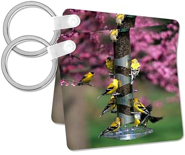 3dRose, American Goldfinches on thistle tube feeder in Redbud tree, Marion, IL, set of 4 Key Chains