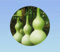 35 graines de courge bouteille pélerine - bottle gourd - facile à cultiver -