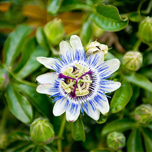 20 Graine Graines - Passiflore Bleue - Fruit de la passion - Fleur Jardin - 223