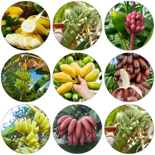 bananensamen obstsamen dekopflanzen bonsai bäumchen kaufen garten hochbeet baumsamen bananenpflanze winterhart bananen balkon deko hochbeete für garten zimmerbonsai bonsai spalierobst 300samen