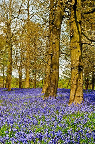 Glockenblumen Foto EIN 30,5 x 45,7 cm Hochwertiger Fotodruck der Bluebell Woods am Wald grauen Court Henley Oxfordshire England UK Hochformat Foto Farbe Bild Art Print