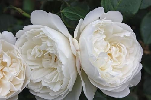 Englische Rose William & Catherine ® (Container)