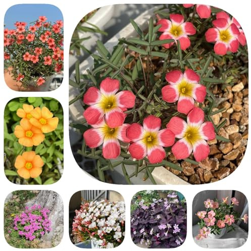 12 pz Bulbi di Oxalis, Oxalis triangularis, acquistare bulbi da fiore Decorazione floreale giardino di erbe regalo bulbo da fiore Bulbi da fiori primaverili Piante da balcone resistenti