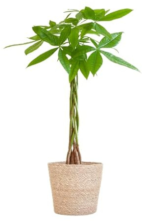 Pachira Aquatica 80cm – Glückskastanie Zimmerpflanze Ø21cm im naturfarbenen Seegras-Korb Sofia – Geldbaum mit geflochtenem Stamm