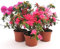 POWERS TO FLOWERS - AZALEA DA ESTERNO SET, ROSA, ROSA INTENSO E SALMONE, vaso 13cm, piante vere