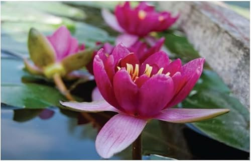 Lincolnshire Pond Plants Ltd - Pygmaea Rubra Water Lily - Live Water Plant Aquatic Pond Lake Marginal - Loose