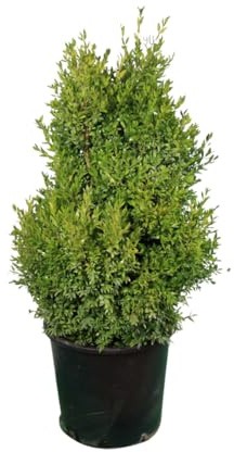 Vivaio Garden Forest Buxus Bosso Sempreverde, 50 Piante, Vaso 14cm