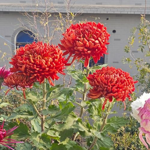 semi di crisantemo, balconi giardino resistenti biologici 150pcs