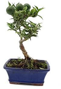 Bonsái Citrus Myrtifolia Natural Árbol de Interior o Exterior