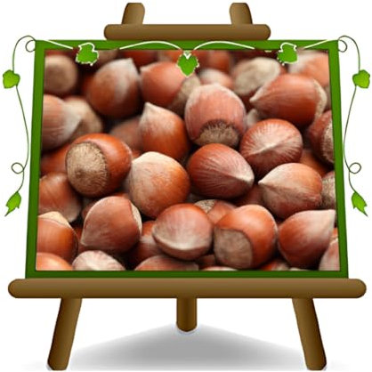 EURO PLANTS VIVAI Nocciolo Nocchione - Pianta da Frutto Antico su Vaso da 20 - Max 170 cm - 2 Anni