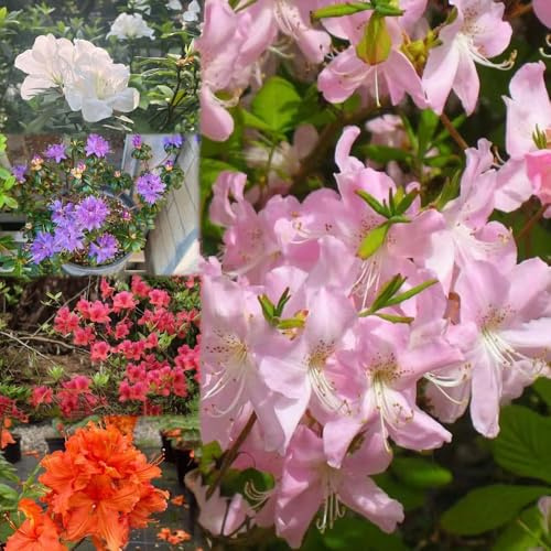 semillas rododendro semillas de las trepadoras perennes son perennes resistentes 100pcs