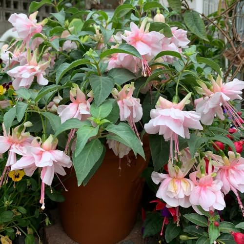 fuchsien, kräuterpflanzen balkon fuchsiensamen blumendeko für sonnige plätze, hochbeet gartenblumen zimmerpflanzen 350pcs