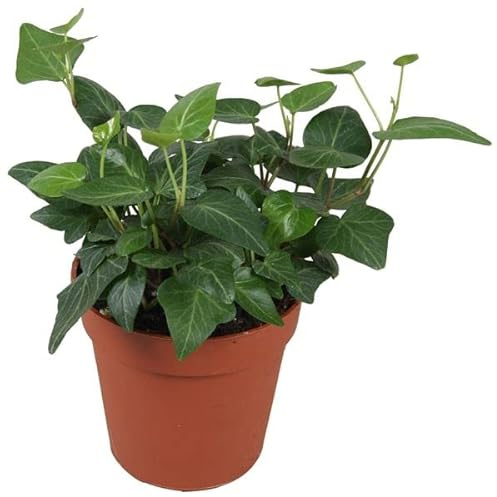 Hiedra Natural Planta Verde para Decorar el Hogar