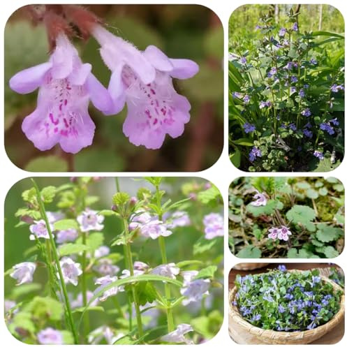 semi di edera terrestre biologici resistenti per il giardino Glechoma hederacea balcone giardino primaverili, resistenti 200pcs