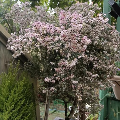heidekraut wiesensaatgut, schattenpflanzen heidekrautsamen bio, balkon topfpflanzen draußen winterhart deko blumenbeet 75samen