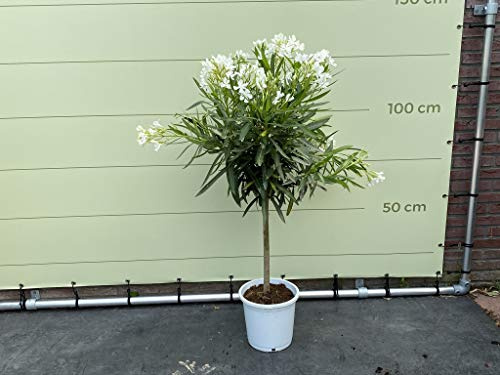 Tropictrees - Oleander auf hochstamm, farbe weiẞ, 80/100 cm - A+