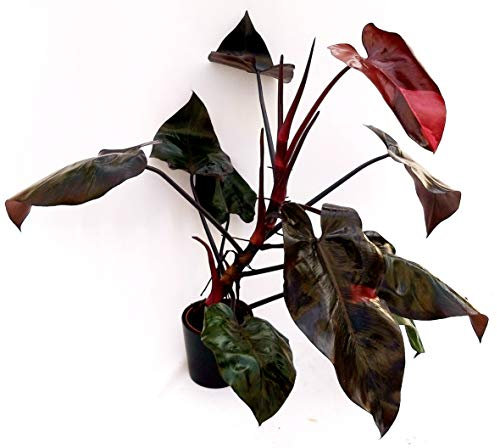 POWERS TO FLOWERS - PHILODENDRON, PHYLODENDRON, MONSTERA MAJESTY, pianta vera