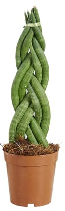 Bloomique - Sansevieria Twister - Lengua de suegra - Plantas de interior - Fácil de cuidar - 30-40 cm de altura - Maceta de 12 cm
