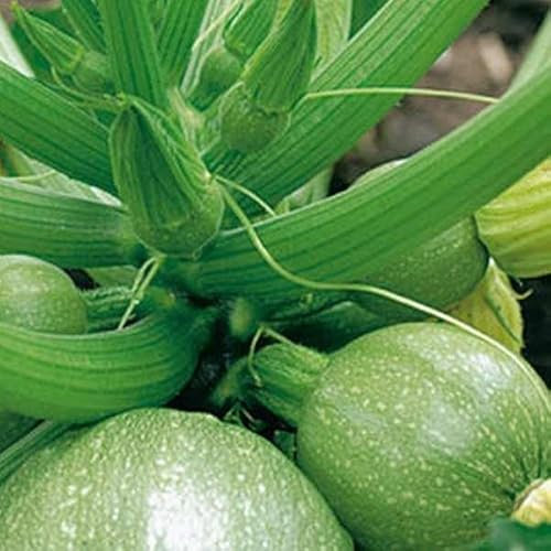 Viridis Hortus - Courgette Tondo di Chiaro di Nizza 25 Vegetable Seeds - Also Known as De Nice