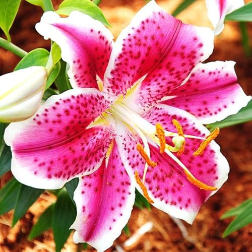 Set 10x Lilienzwiebeln Orientalische Lilie Lilium Zwiebeln Onion Knollen Rosa Pink Starfighter