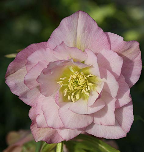 Christrose Lenzrose Double Ellen Pink - Helleborus orientalis - lebende Gartenpflanze aus den Baumschulen