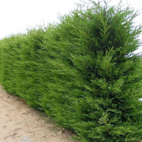 Vivaio Garden Forest 50 Piante Cipresso Leylandii, H 150 cm