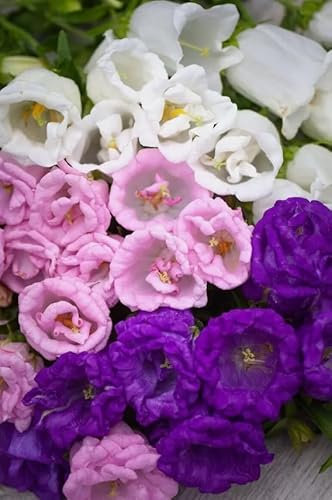 1 Pack of 1700 SEEEDS Canterbury Bells Campanula Medium Double Mixed
