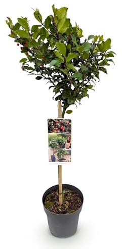 GreenboutiQ - Plante de Jardin - Ilex meserveae Blue Maid - Plante sur tige - Plante de Terrasse - Caduc - Peu d'Entretien - Pot 19cm Hauteur 90cm