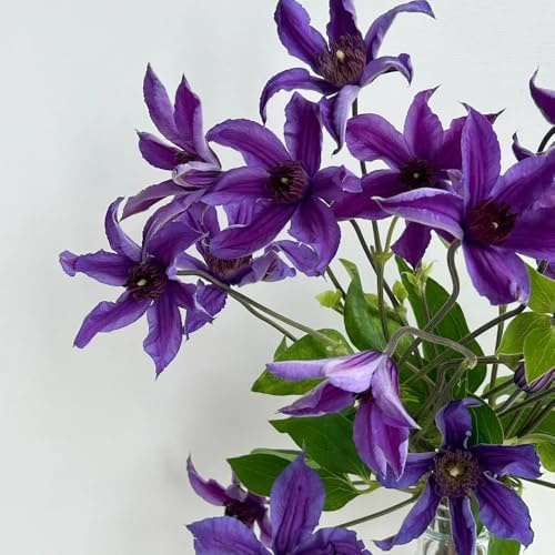 clematis, balkongewächshäuser stauden winterhart mehrjährig rankpflanzen seltene blumendeko exotische 120samen