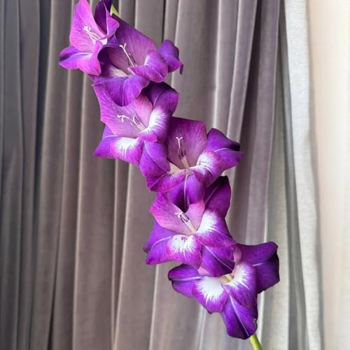 24zwiebeln gladiolen winterharte garten gladiolus blumenzwiebeln, balkon dekoblumen