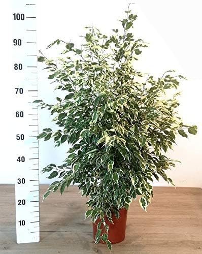 POWERS TO FLOWERS - FICUS BENJAMIN VARIEGATO, pianta vera