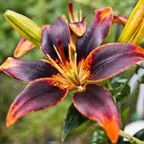 200 Stück Riesenlilie Piante d'Appartamento Semi Bonsai Calla Lily Belle Semi di Fiori Giardino Della Casa del Fiore del Giore del Giglio di Trasporto Blau