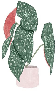 ArtExpert Polka Dot Begonia I by Bannarot - 16x16 Art Print Poster