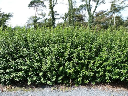 10 Green Privet Hedging Ligustrum Plants Hedge 1-2ft, 40-60cm,Quick Growing Evergreen 3fatpigs®