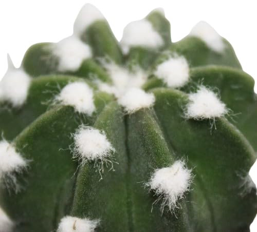 Denudatum - Cactus Natural de Interior o Exterior Perfecto para Quitar Malas Energias