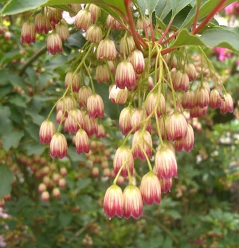 Zierstrauch Prachtglocke 'Enkianthus campanulatus' 60-80 cm winterhart Hitzebeständig Freilandaufzucht