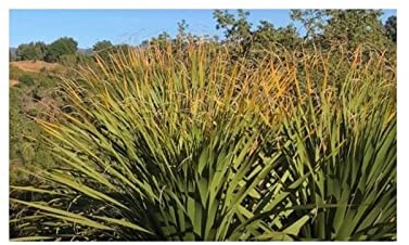 Stk - 10x Yucca filifera Baum Garten Pflanzen - Samen ID972 - Seeds & Plants Shop by Ipsa