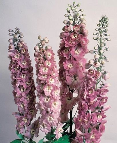 Semi Rittersporn Wimpel rosa/Bianco Bee SEMI 100 Fiore