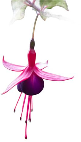 Fuchsia Plants, 'Mixed', 5 x Full Plants in 9cm Pots, Fuchsias, Garden Ready and Ready to Plant, Premium Quality Garden Perennials