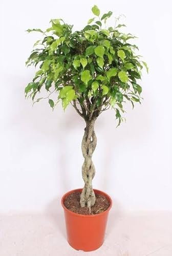 Birkenfeige - Ficus Exotica - Zimmerpflanze - Ø30cm - 120cm