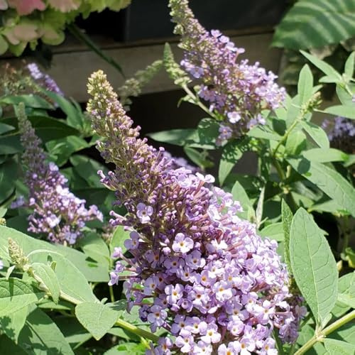 semi resistenti di cespuglio farfalle - decorazione giardino 500pcs