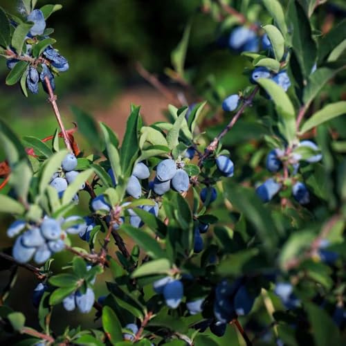 baya interior resistentes para el jardín techos verdes con semillas 250pcs