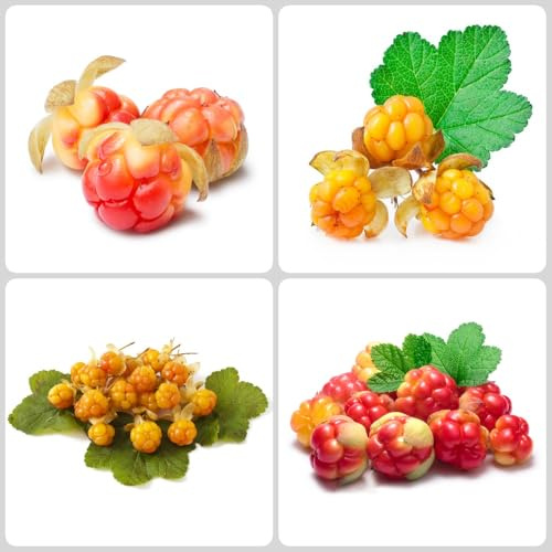 Moltebeeren, bio seltene obstpflanzen säulenobst exotische geschenke für gärtner obstbäume kaufen balkonpflanzen alte sorten obstsamen obstgarten stauden winterhart mehrjährig 90Samen