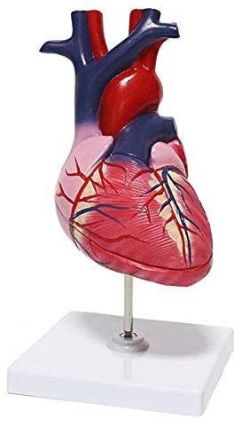 1: 1 menschliches Herzmodell, menschliches Herzanatomiemodell, 2-teilige Herzmodelle Anatomie, lebensgroßes medizinisches Herzmodell für naturwissenschaftliches Klassenzimmer, Studium, Anze