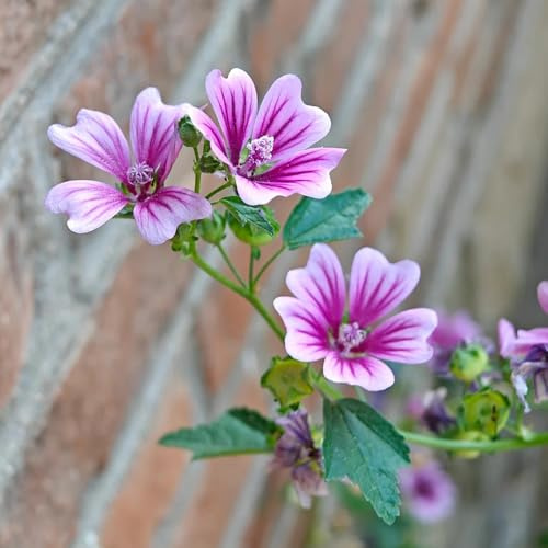 semillas de malva perenne resistente de silvestres, lecho elevado de malva, para balcón, 600pcs