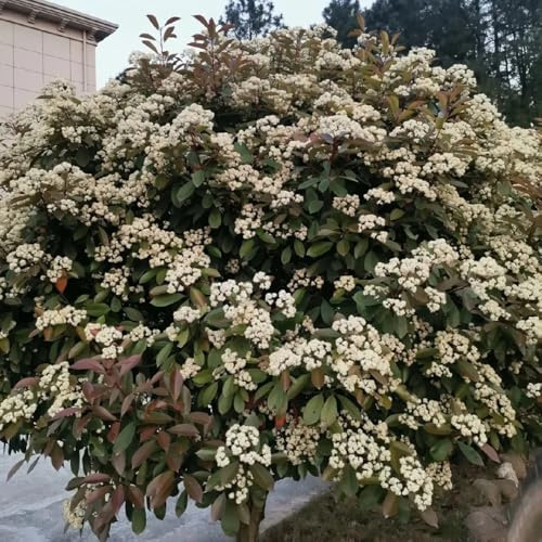 Semillas de Níspero Red Robin - resistentes al exterior. Photinia Red Robin, de cobertura, Las perennes son perennes resistentes de jardín 300pcs