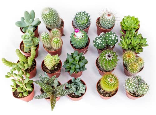 Italy Green Life - Mix di 20 Succulente Senza Spine e Cactus Veri, Diametro Vaso 5,5cm | Mini Piante da Interno ed Esterno | Piante Resistenti per Scrivania, Casa e Ufficio | Regali Ecosostenibili