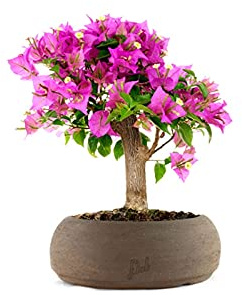 Bouganville Bonsai Altezza 35 cm, Pianta Vera, Pianta da Esterno, Esposizione Soleggiata, Vaso Artigianale in Terracotta - Marrone