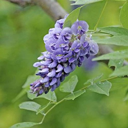 Amerikanischer Blauregen Rosea Longwood Purple 60-80cm - Wisteria frutescens - lebende Gartenpflanze aus den Baumschulen
